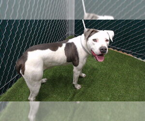 Mutt Dogs for adoption in Downey, CA, USA