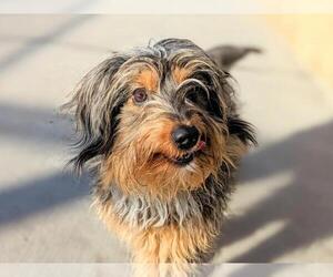 Tibetan Terrier-Unknown Mix Dogs for adoption in Denver, CO, USA