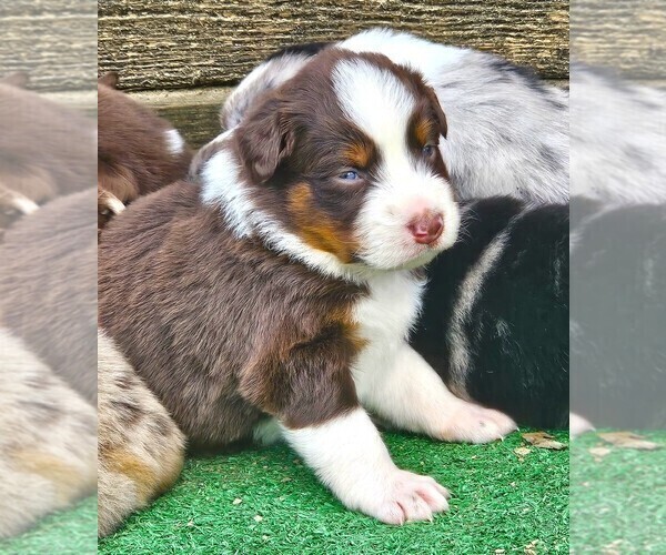 Medium Photo #5 Australian Shepherd Puppy For Sale in NELSON, VA, USA