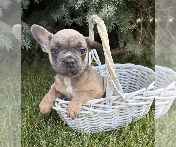 Medium Photo #3 French Bulldog Puppy For Sale in MIDDLEBURY, IN, USA