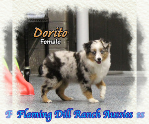 Miniature Australian Shepherd Puppy for sale in FORESTBURG, TX, USA