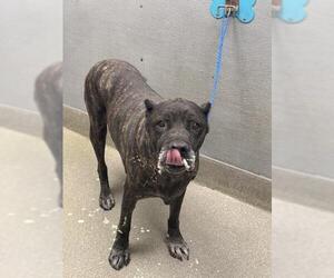 Mutt Dogs for adoption in Las Vegas, NV, USA