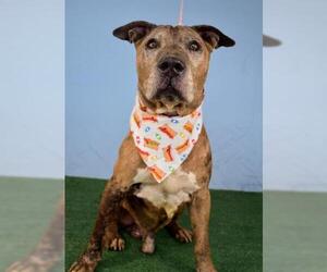 American Pit Bull Terrier-Unknown Mix Dogs for adoption in Bakersfield, CA, USA