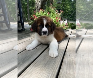 Saint Bernard Puppy for sale in ASHLAND, OH, USA