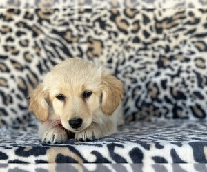 Goldendoodle (Miniature) Puppy for sale in LANCASTER, PA, USA