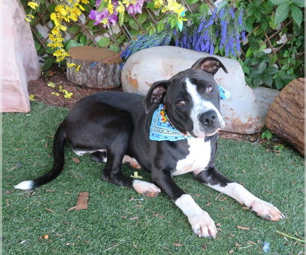 Medium Photo #1 Mutt Puppy For Sale in Oklahoma City, OK, USA
