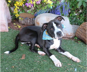 Mutt Dogs for adoption in Oklahoma City, OK, USA