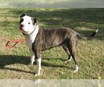Small Photo #3 American Bulldog-Unknown Mix Puppy For Sale in Austin, TX, USA