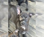 Small #4 Labrador Retriever Mix