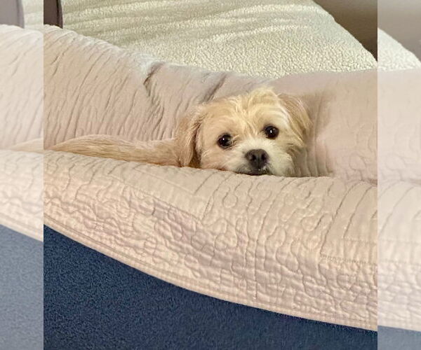 Medium Photo #4 Maltipoo (Miniature) Puppy For Sale in Princeton, MN, USA