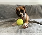 Small Photo #63 Boxer Puppy For Sale in WEST COLUMBIA, SC, USA