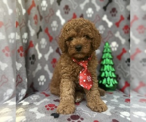 Cavapoo Puppy for sale in LAKELAND, FL, USA