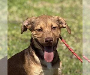 Labrador Retriever-Unknown Mix Dogs for adoption in Yardley, PA, USA