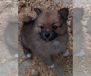 Pomeranian Puppy for sale in SPOTSYLVANIA, VA, USA