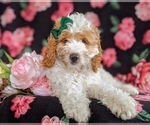 Small Photo #7 Cocker Spaniel-Poodle (Miniature) Mix Puppy For Sale in LEOLA, PA, USA