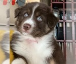 Small Photo #5 Australian Shepherd Puppy For Sale in MERCER, WI, USA