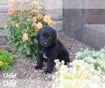 Puppy 1 Golden Retriever-Keeshond Mix