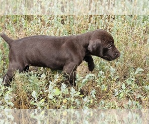 German Shorthaired Pointer Puppy for sale in WOODLAND PARK, CO, USA