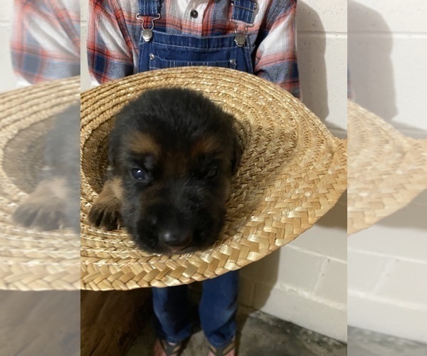Medium Photo #12 German Shepherd Dog Puppy For Sale in WESTBY, WI, USA