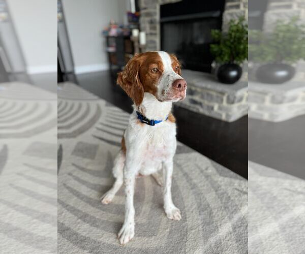 Medium Photo #1 Brittany Puppy For Sale in Curwensville, PA, USA