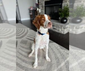 Brittany Dogs for adoption in Curwensville, PA, USA