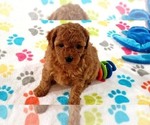 Small #3 Cavapoo mix (+ Poodle Miniature)