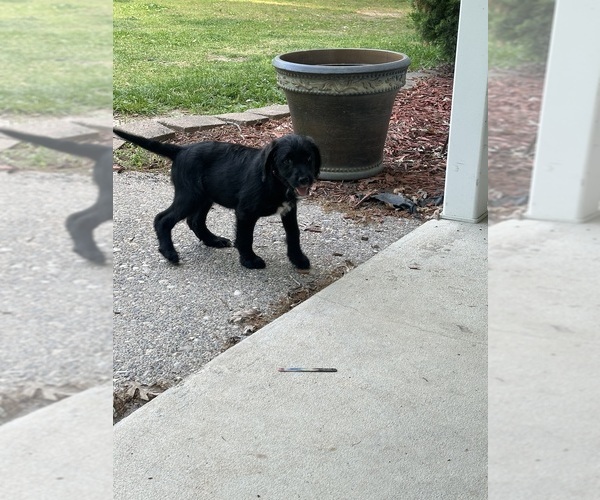 Medium Photo #23 Labradoodle Puppy For Sale in KIRKSVILLE, MO, USA