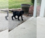 Small #22 Labradoodle