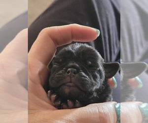 Pug Puppy for sale in FOLEY, MN, USA