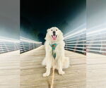Small #14 Great Pyrenees