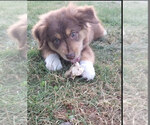 Small Photo #2 Australian Shepherd Puppy For Sale in GRAHAM, WA, USA