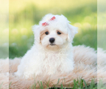 Small Photo #111 Maltipoo (Miniature) Puppy For Sale in WARSAW, IN, USA