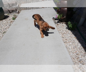 Bloodhound Puppy for sale in JEROME, ID, USA
