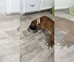 Small #4 Beagle-Mountain Cur Mix