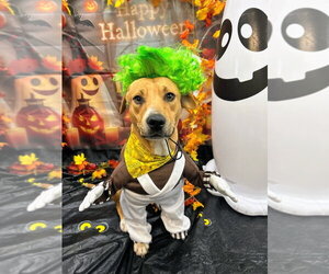 Donut - Female Mutt Dog for Adoption