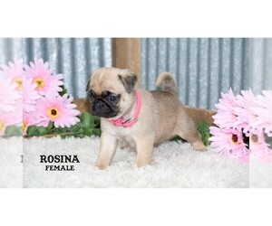 Pug Puppy for sale in CLARE, MI, USA