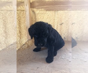 Poodle (Standard) Puppy for sale in CUNNINGHAM, KY, USA