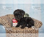 Small Photo #5 Australian Shepherd-Poodle (Toy) Mix Puppy For Sale in SANGER, TX, USA