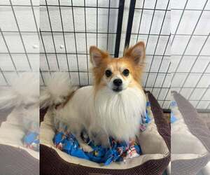 Papillon Dogs for adoption in Mukwonago, WI, USA