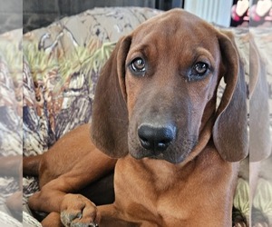 Redbone Coonhound Puppy for sale in DENVER, PA, USA