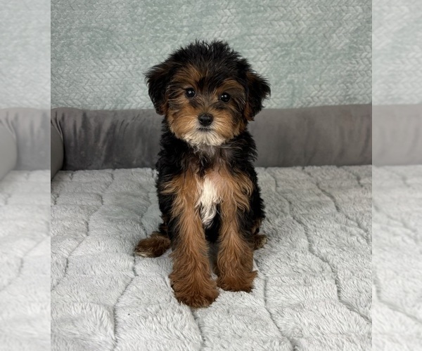 Medium Photo #2 YorkiePoo Puppy For Sale in FRANKLIN, IN, USA