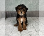 Small #1 YorkiePoo