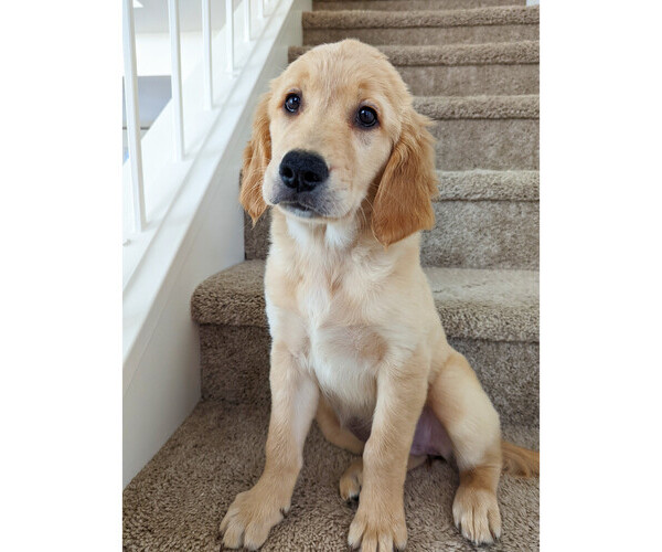 Medium Photo #1 Golden Retriever Puppy For Sale in SAN MARCOS, CA, USA