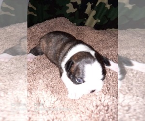 Boston Terrier Puppy for sale in WARSAW, OH, USA