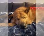 Small #1 German Shepherd Dog Mix