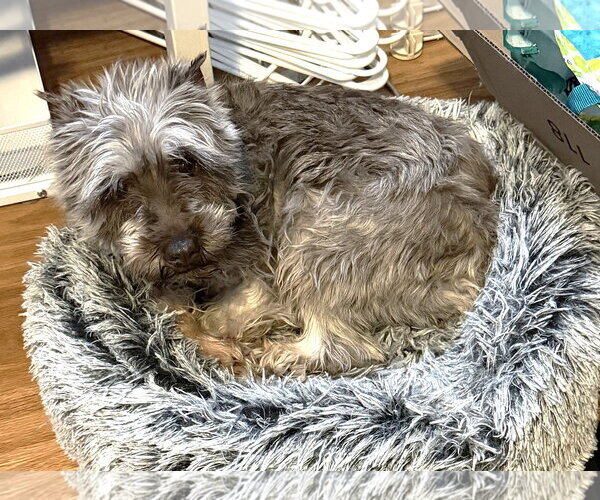 Medium Photo #2 - Mix Puppy For Sale in St. Louis Park, MN, USA