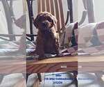 Small Photo #15 Goldendoodle (Miniature) Puppy For Sale in TOPEKA, IN, USA
