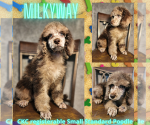 Poodle (Standard) Puppy for sale in MCMINNVILLE, OR, USA