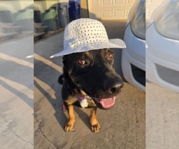 Medium Photo #2 Rotterman Puppy For Sale in Lake Elsinore, CA, USA