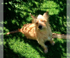 Max - Male Cairn Terrier-Unknown Mix Dog for Adoption - Photo #3